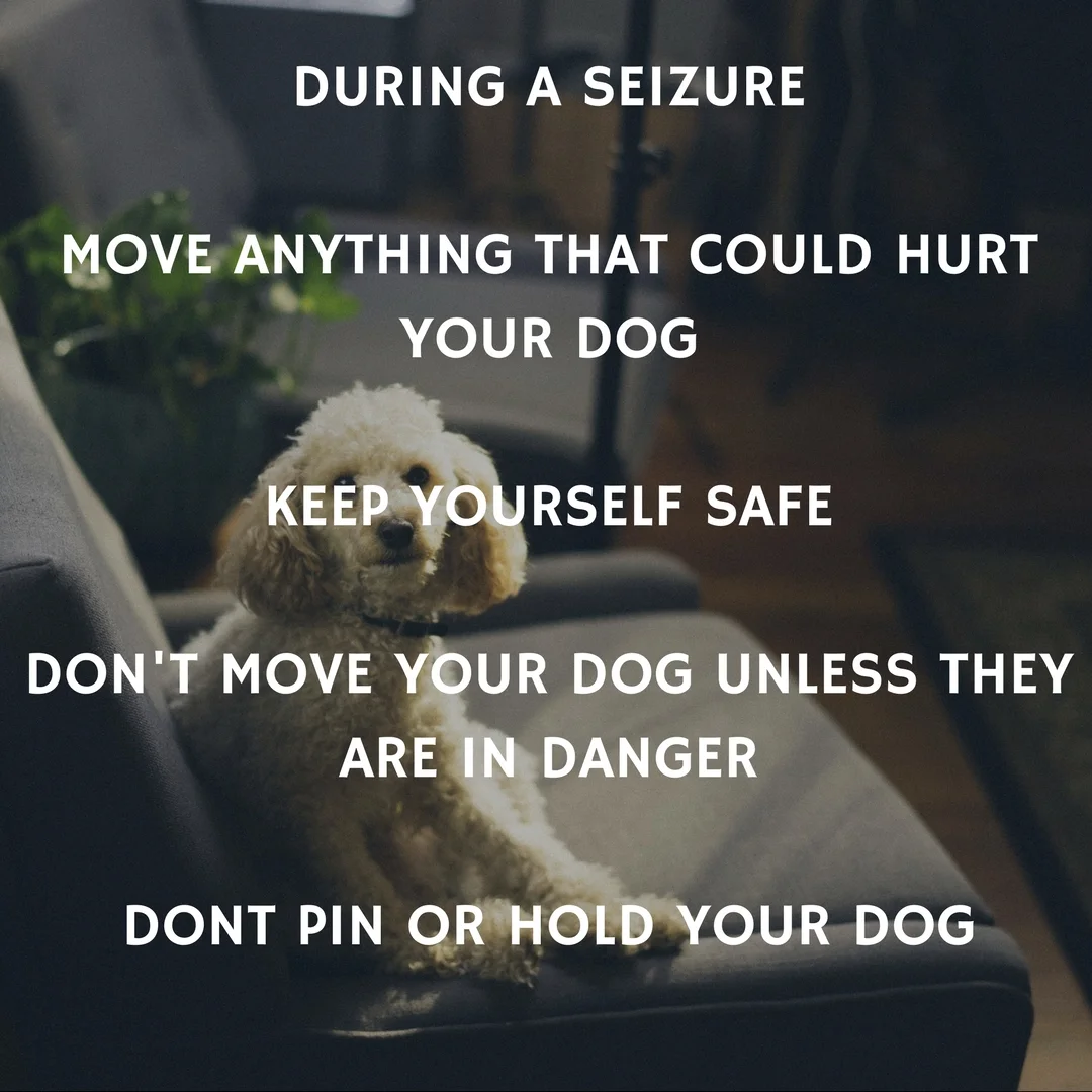 DURING A SEIZURE MOVE ANYTHING THAT COULD HURT YOUR DOG, KEEP YOURSELF SAFE,DON'T MOVE YOUR DOG UNLESS THEY ARE IN DANGER and DONT PIN OR HOLD YOUR DOG.