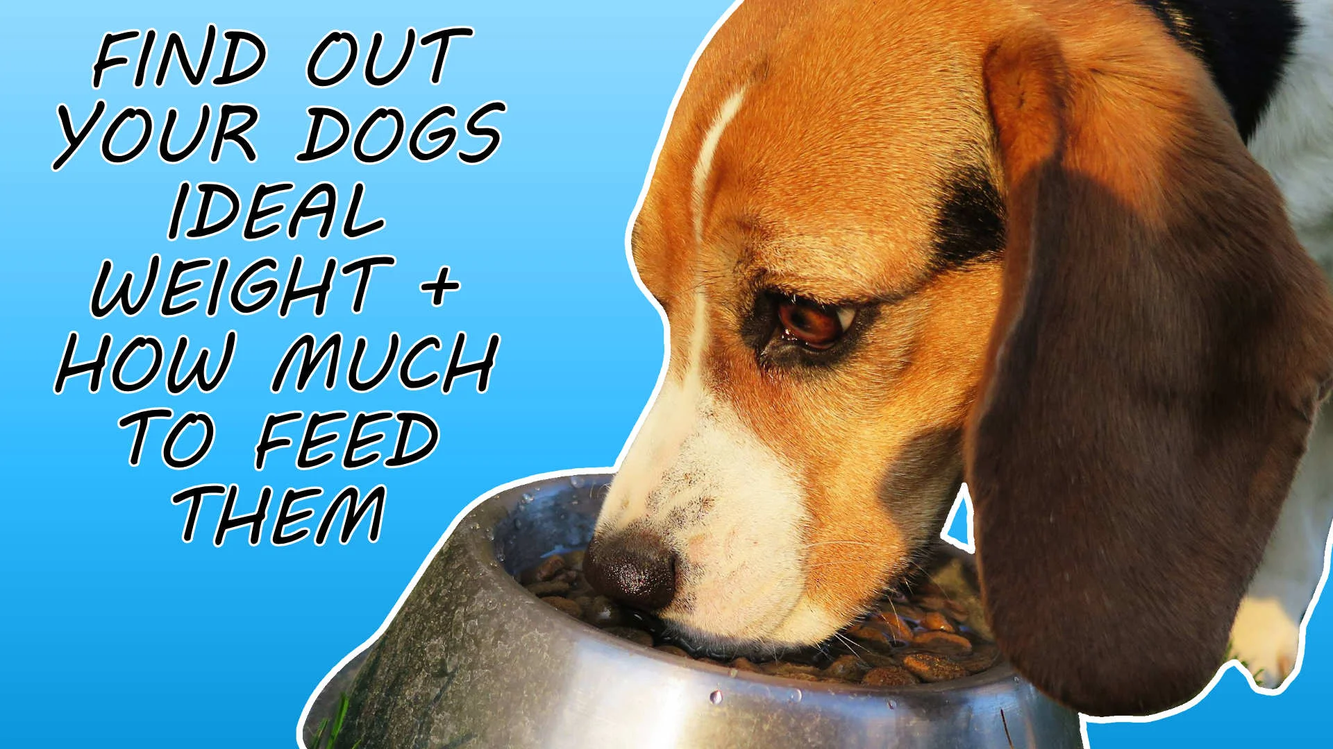 find out your dogs ideal weight and exactly how much food to feed them
