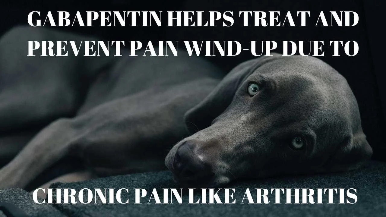 GABAPENTIN HELPS TREAT AND PREVENT PAIN WIND-UP DUE TO CHRONIC PAIN LIKE ARTHRITIS