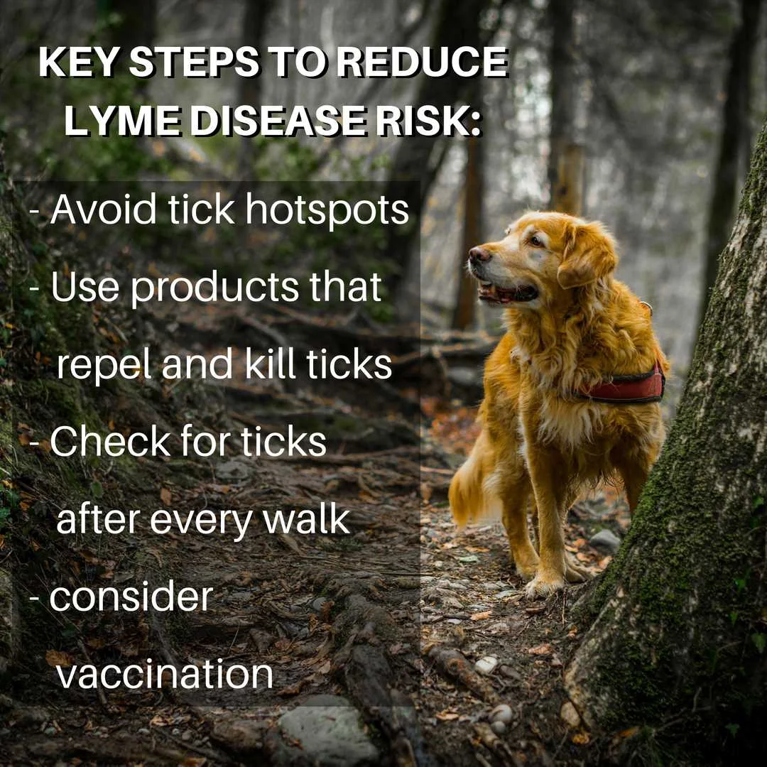 the key steps to preventing lyme disease in dogs