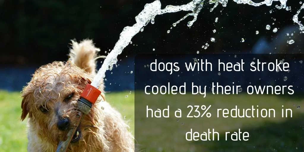 dogs with heat stroke who were cooled down quickly by their owners had a 38% chance of dying compared to a 61% chance if dying in those dogs who were not cooled