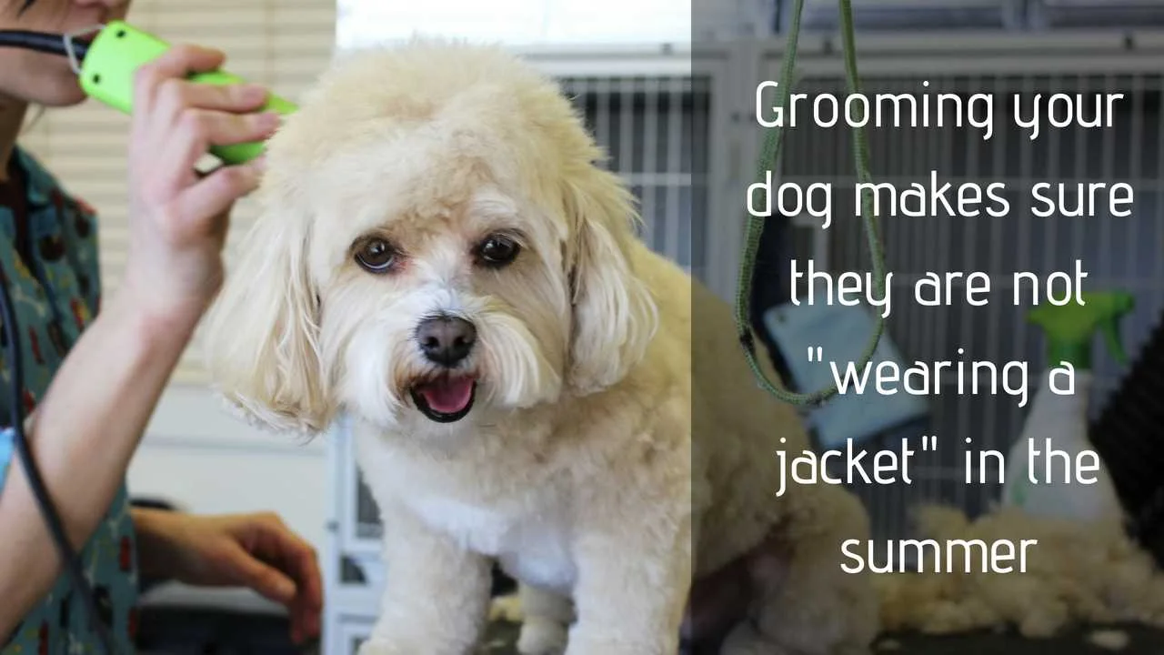 Grooming your dog makes sure they are not wearing a jacket in the summer and makes sure they stay cool in hot weather