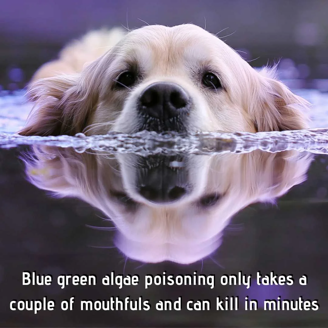 Blue green algae poisoning only takes a couple of mouthfuls and can kill in minutes