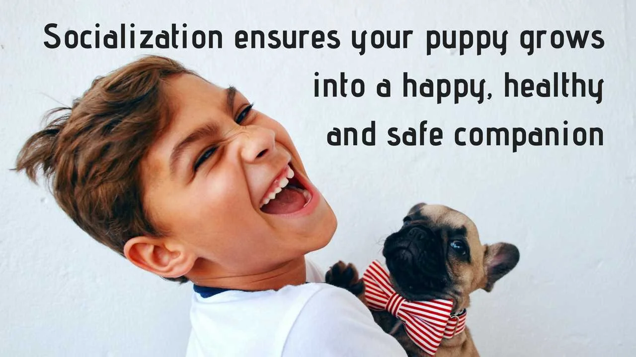 Proper early puppy socialization ensures your puppy grows into a happy, healthy and safe family dog and companion
