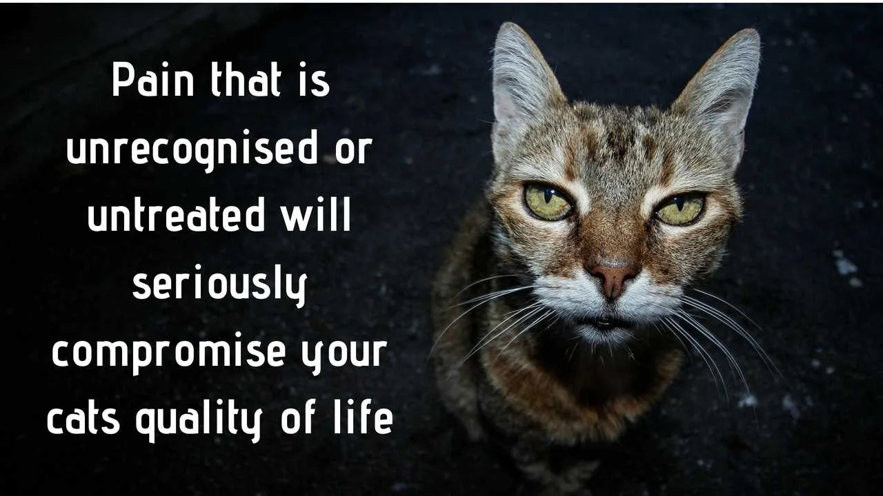 Pain that is unrecognized or untreated will seriously compromise your cats quality of life