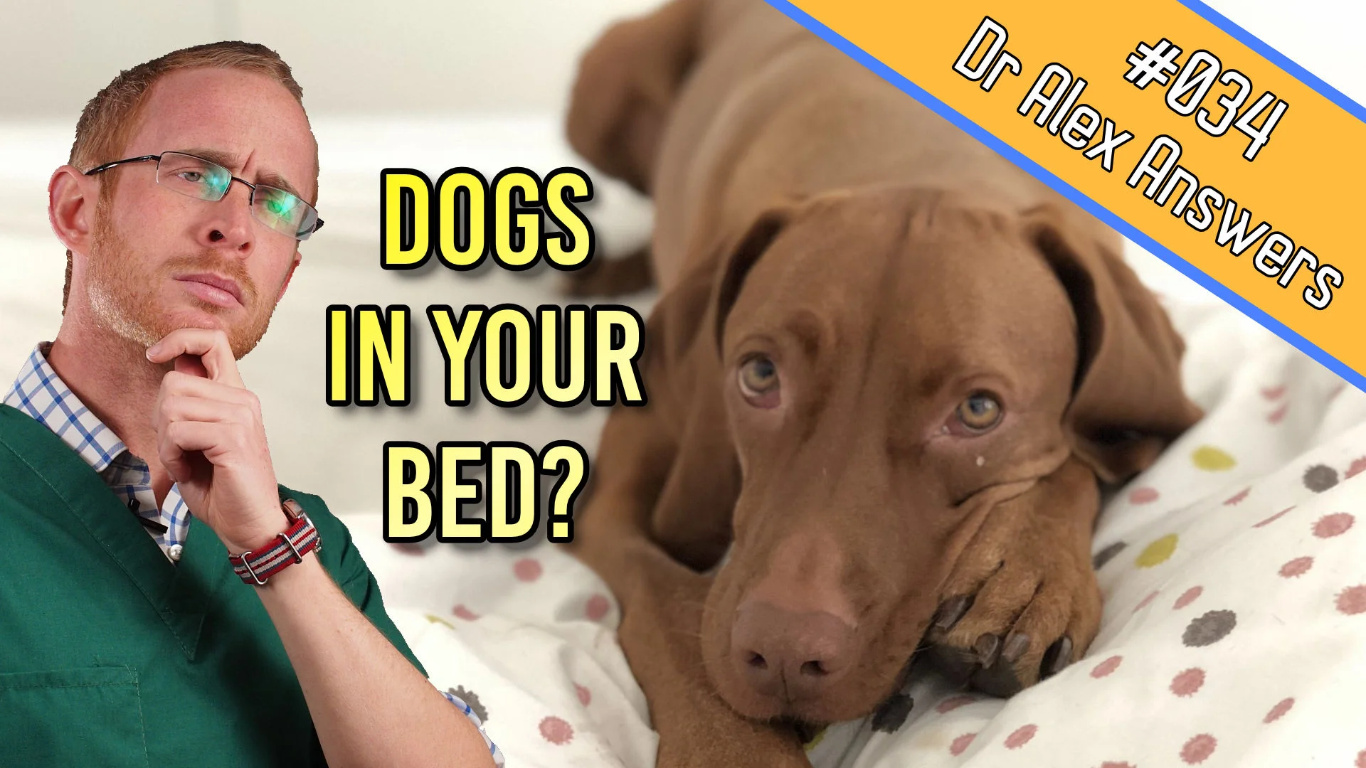 DAA dogs in your bed.jpg