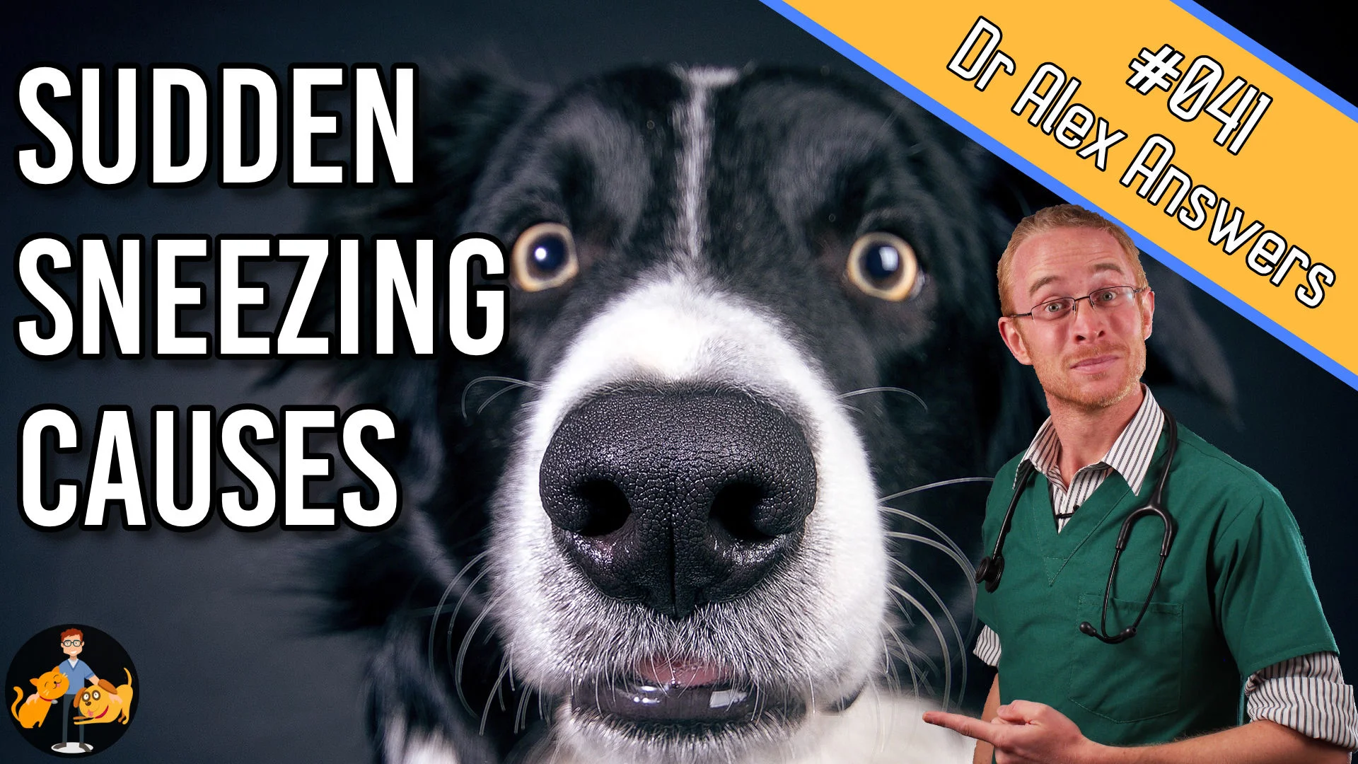 My Dog Keeps Sneezing All Of A Sudden