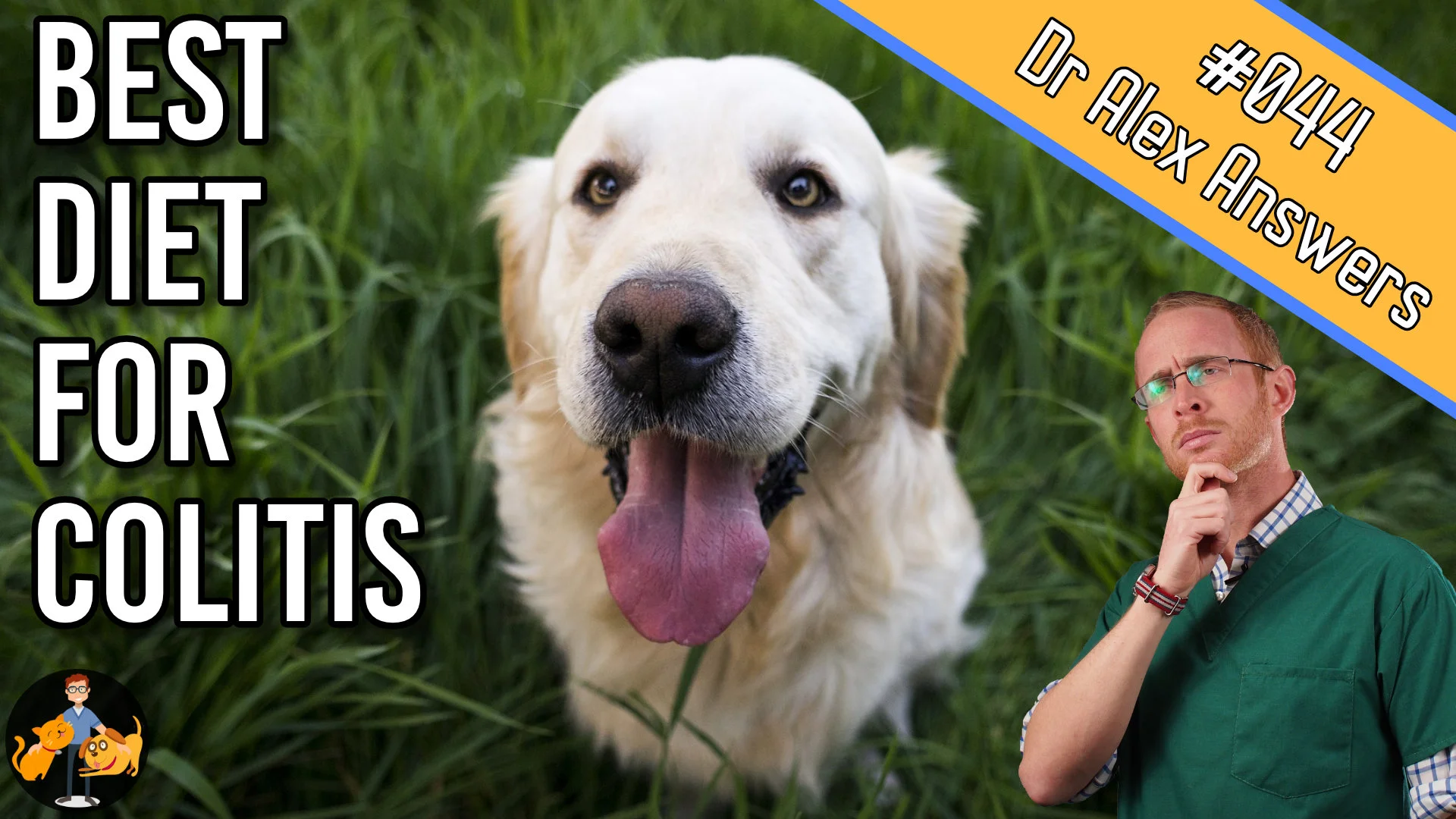 Chronic Colitis Best Food For Dogs With Colitis Best Dog Food For