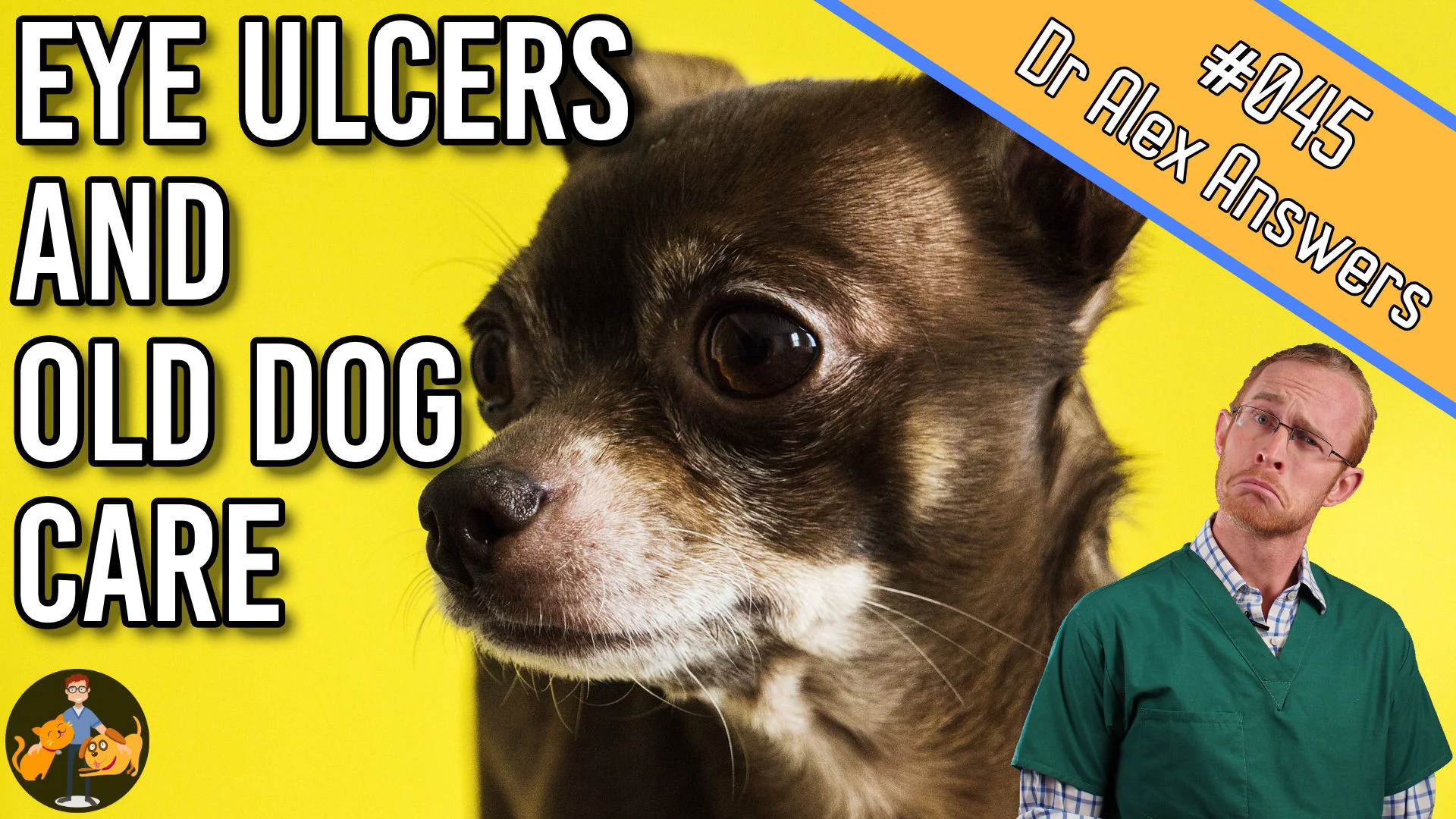 eye ulcers and old dog care