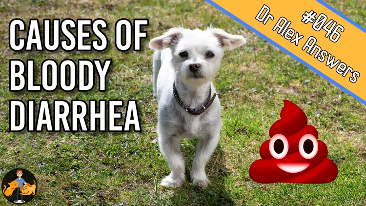 Dog Pooping Blood Your Next Steps Our Pet S Health