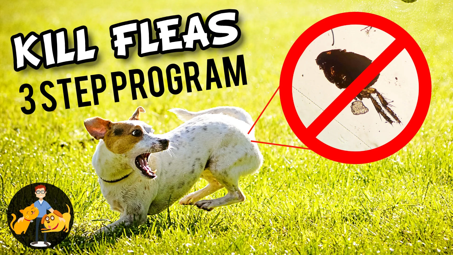 How to Kill Fleas on a Dog in 3 Simple Steps! — Our Pet's Health