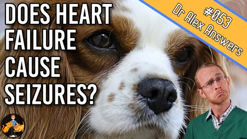 11 Vital Facts About Dog Epilepsy Causes Treatment Life Expectancy Our Pets Health