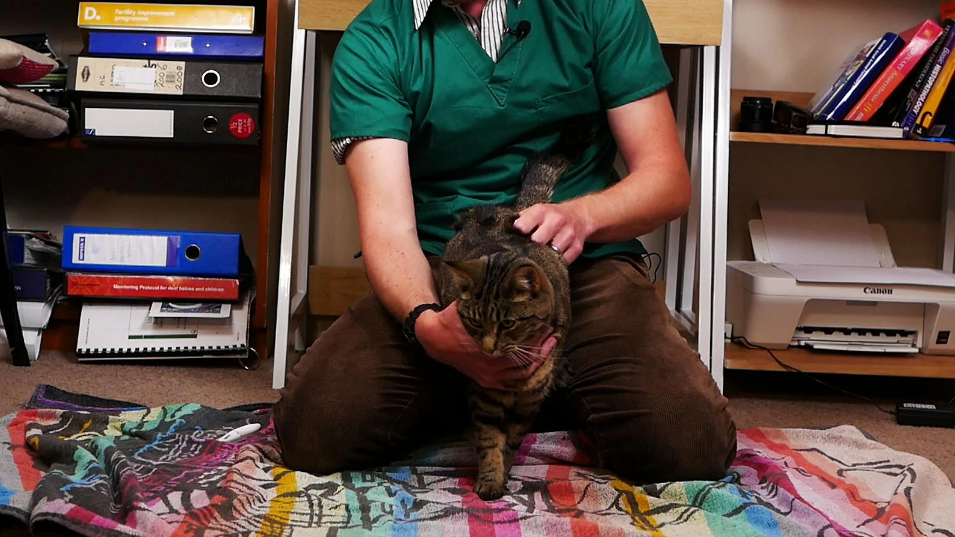 The Simple Way to Check Your Cat for Fleas — Our Pets Health