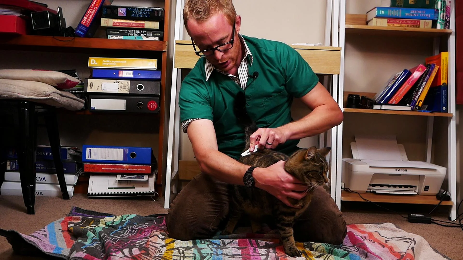 The Simple Way to Check Your Cat for Fleas — Our Pet's Health