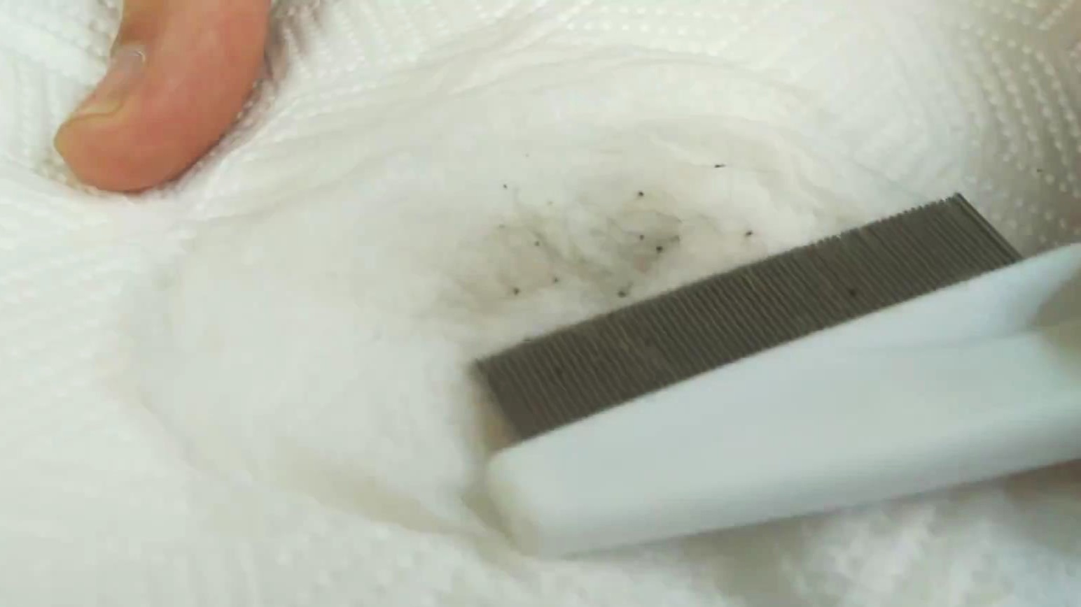 The Simple Way to Check Your Cat for Fleas — Our Pets Health