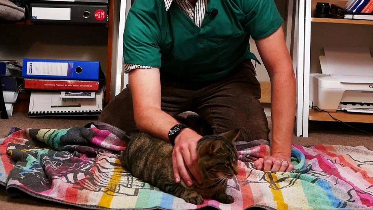 Kitty Burrito Ninja Towel Wrap to Control Your Cat! (step by step