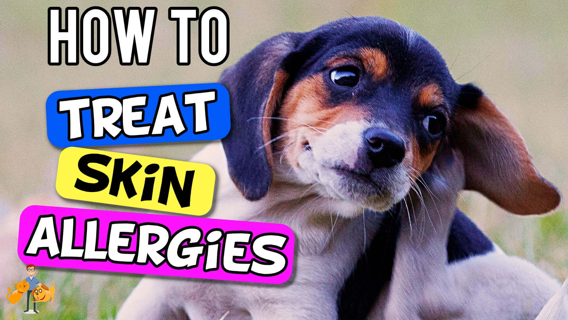 Dog Skin Allergies Beat The Itch In 6 Simple Steps Our Pets Health