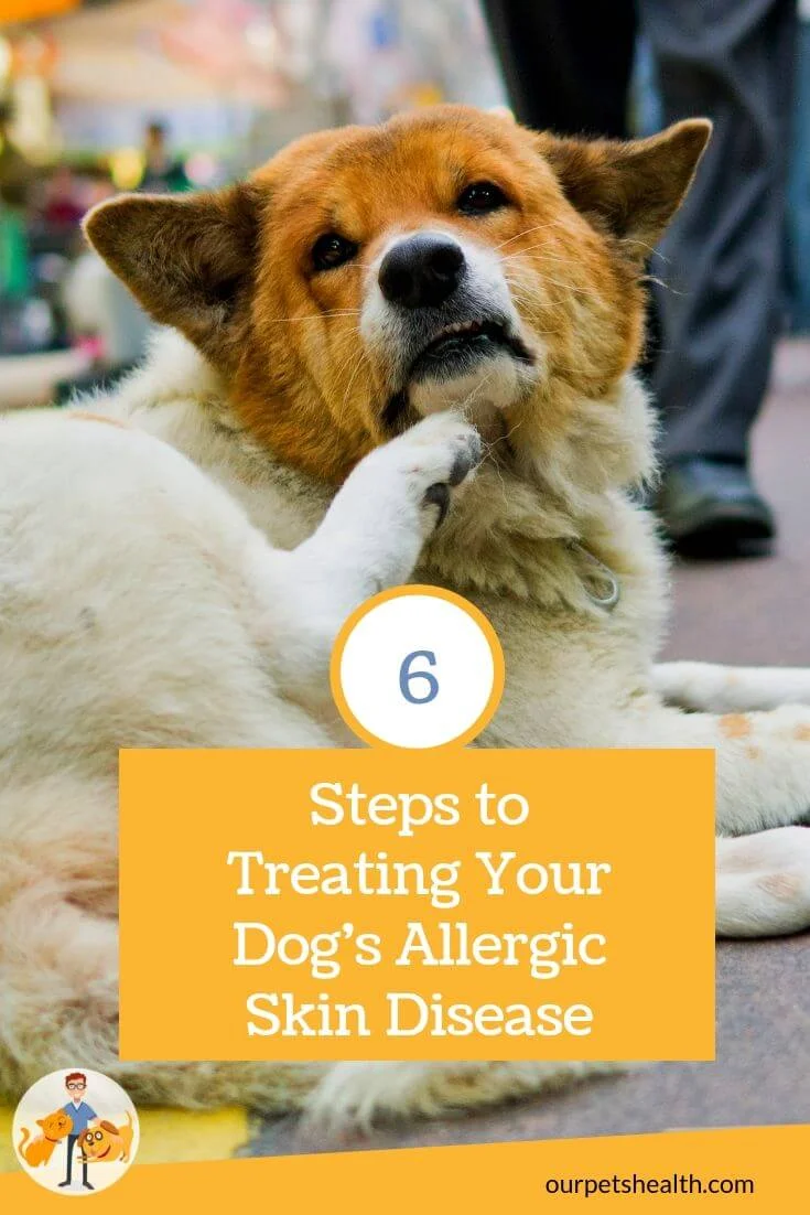 Beautiful Dog Skin Allergies Cure Design for Desktop Beautiful Dog Skin Allergies Cure Design for Desktop