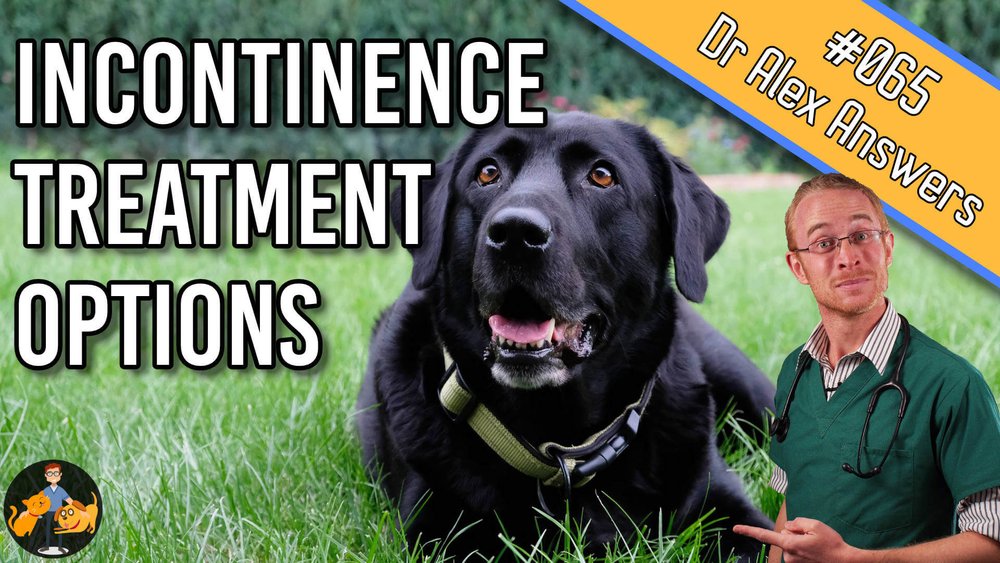 Treating Incontinence in Dogs: STOP Your Dog Leaking! — Our Pet's Health