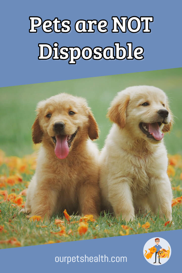 Pets are not disposable, you have a responsibility to them as their owner