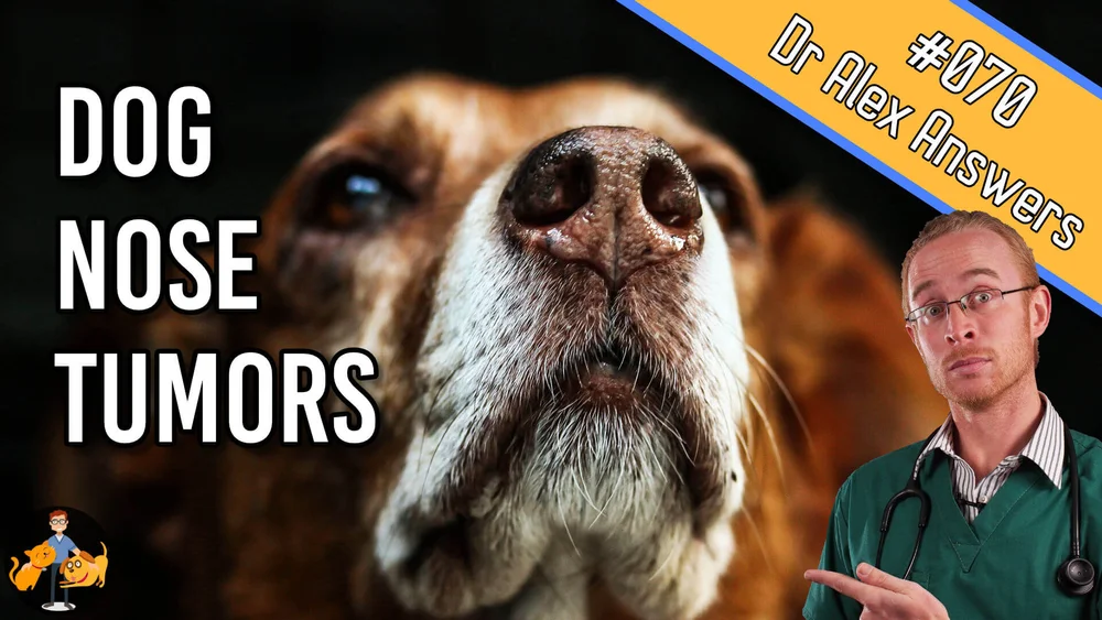 Dog Nasal Tumors What You Need To Know About This Cancer Our Pets Health
