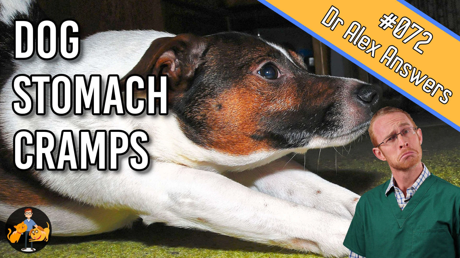 a dog stretching out in the prayer position with stomach cramps