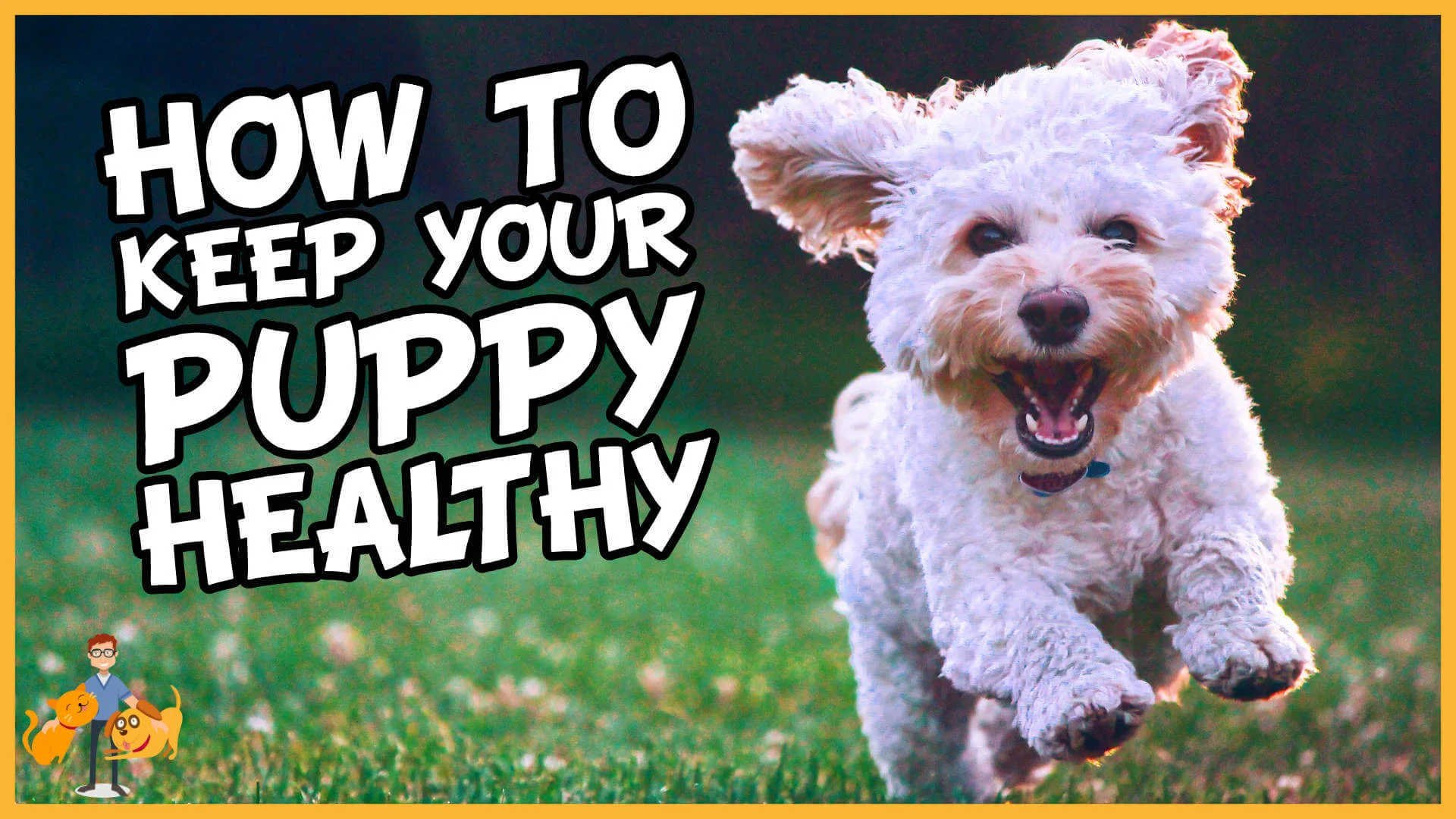 How to Keep a Puppy Healthy (essential puppy care) — Our Pet's Health