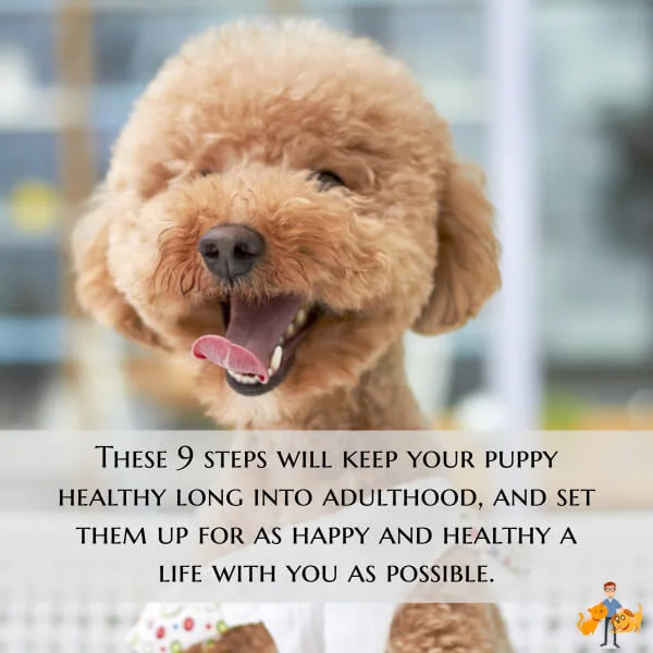 How to Keep a Puppy Healthy (essential puppy care) — Our Pet's Health