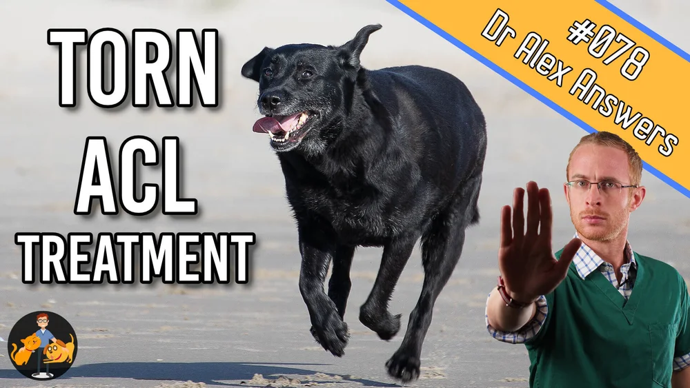 The Best Torn Dog Acl Treatment For The Fastest Recovery Our Pets Health