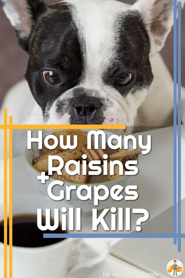 Raisin + Grape Poisoning in Dogs - How Many Will Kill? — Our Pet's Health - Grape Poisoning In Small Breeds
