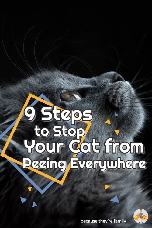 Stop Your Cat Peeing Everywhere Guaranteed 9 Step Plan — Our Pet's Health