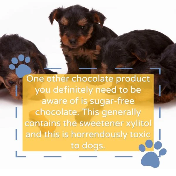 Animal Is Chocolate Bad For Dogs To Eat How Much Chocolate Can A