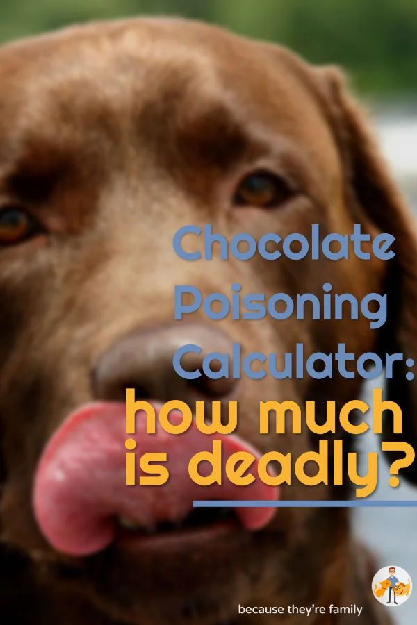 Picture of Chocolate Poisoning Calculator - How Much Will Kill YOUR Dog! — Our Pet ...