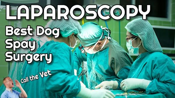 how long to recover from laparoscopic spay