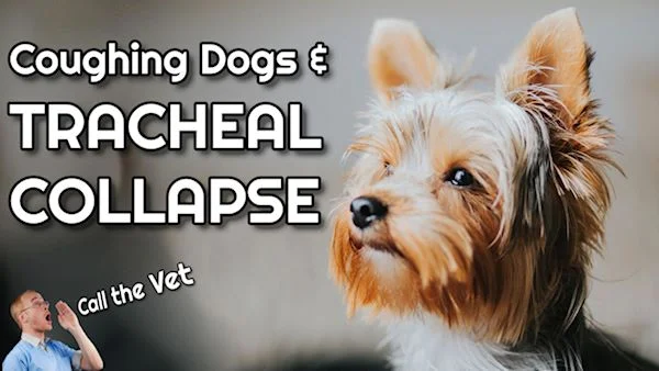 Tracheal Collapse In Dogs A Complete Guide Our Pets Health
