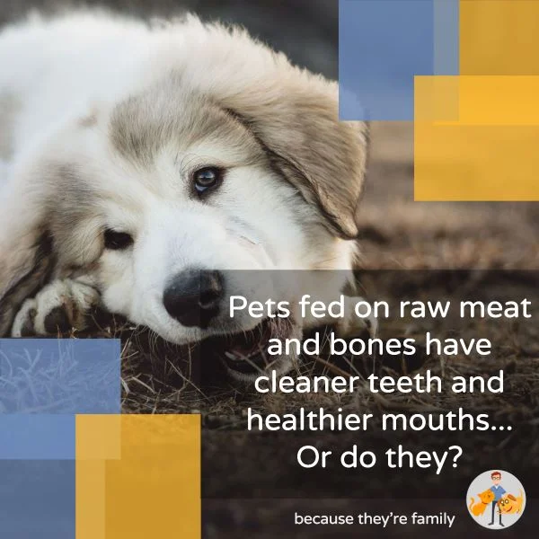 pets fed on raw meat and bones have cleaner teeth and healthier mouths. Or do they?