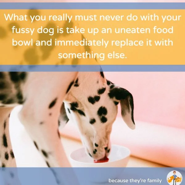 what you really must never do with your fussy dog is take up an uneaten food bowl and immediately replace it with something else