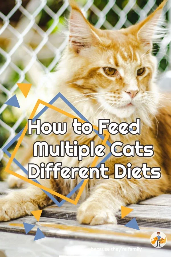 How to Feed Multiple Cats Different Diets 5 Strategies — Our Pet's Health