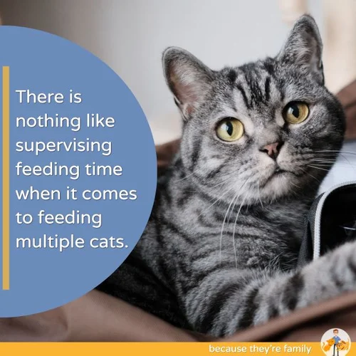 How to Feed Multiple Cats Different Diets 5 Strategies — Our Pet's Health