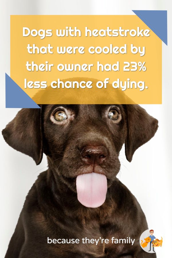 dogs with heatstroke that were cooled down by their owners had 23% less chance of dying