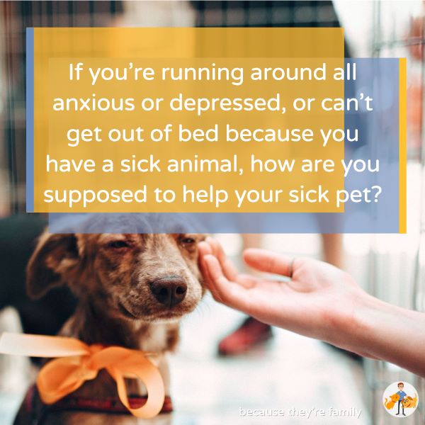 When Caring for a Sick Pet Becomes Too Much: how to cope + avoid caregiver  burden — Our Pet's Health