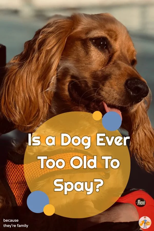How Old Is Too Old To Get A Dog Fixed