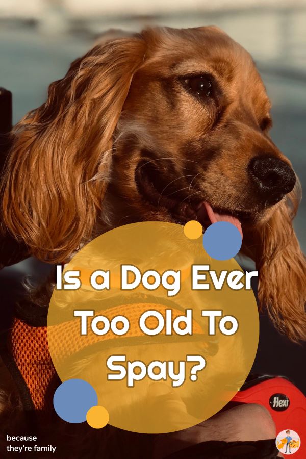 Should i get my old dog neutered