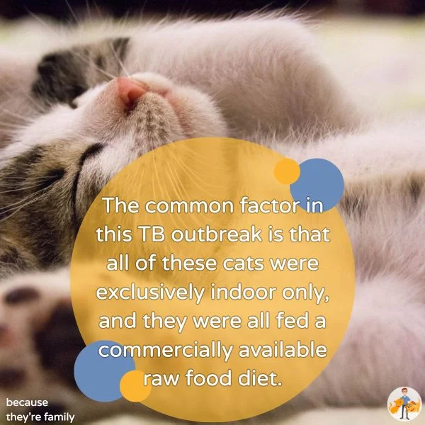 the common factor in this TB outbreak is that all of these cats were exclusive indoor only, and they were all fed a commercially available raw food diet