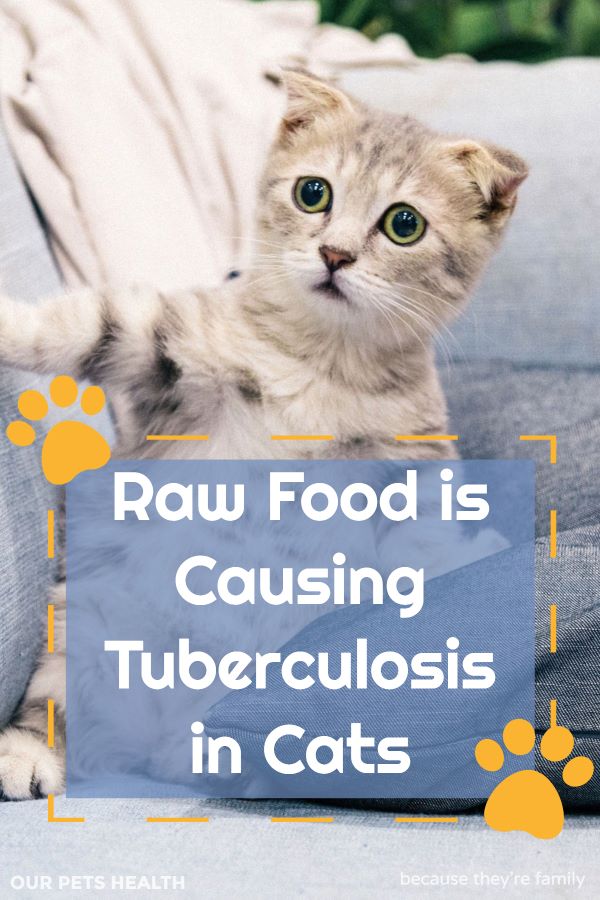 raw food is causing tuberculosis in cats