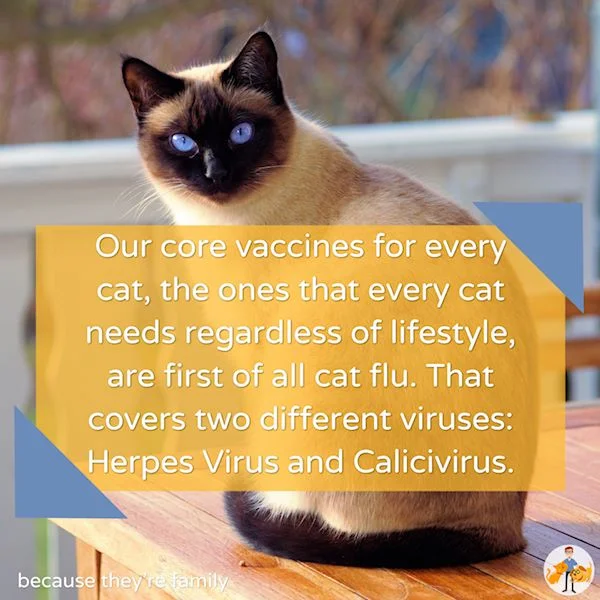 our core vaccines for every cat, the ones that every cat needs regardless of lifestyle, are first of all cat flu. That covers two different viruses: Herpesvirus and Calicivirus