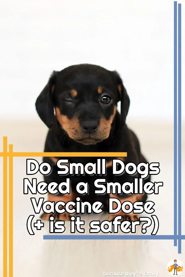 do small dogs need a smaller vaccine dose?