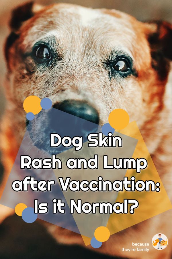 Dog skin rash and lump after vaccination: is it normal?