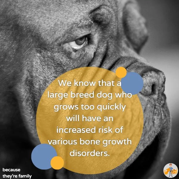 we know that a large breed dog who grows too quickly will have an increased risk of various bone growth disorders