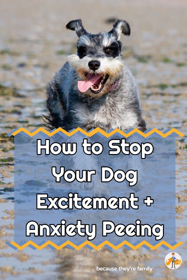 how to stop your dog excitement and anxiety peeing